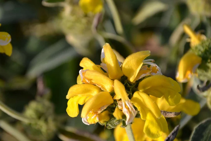 Phlomis fruticosa 'Le Sud'