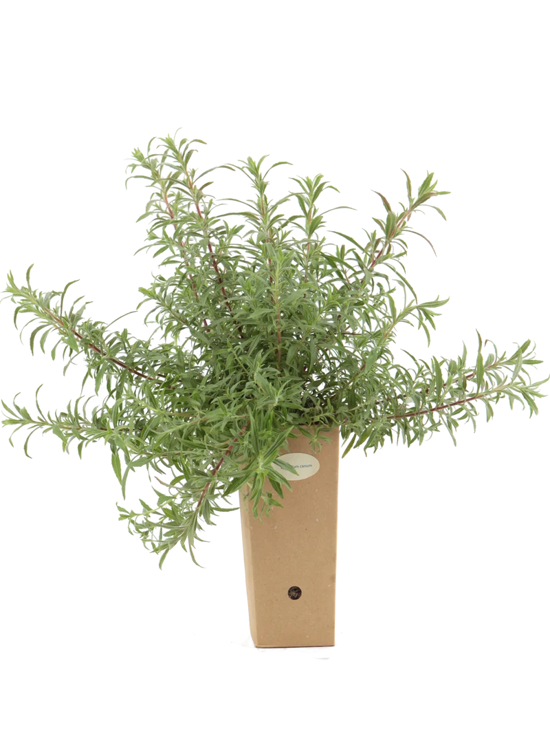 Epilobium canum