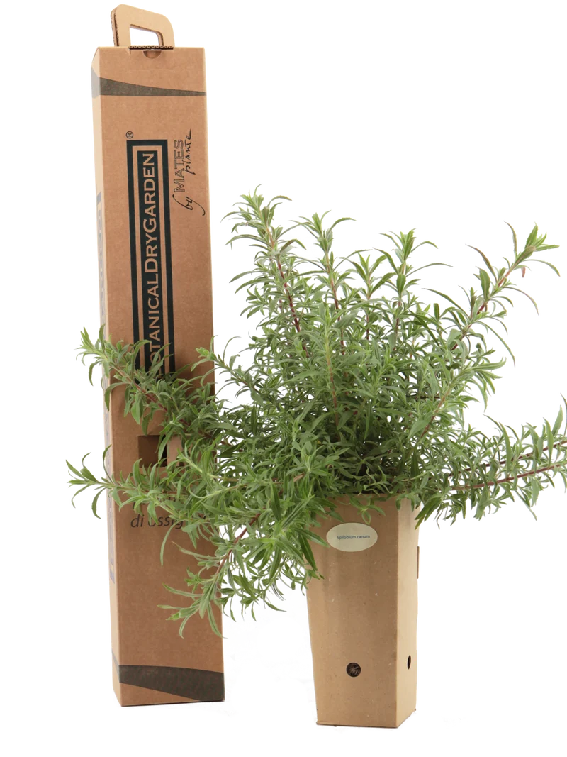 Epilobium canum