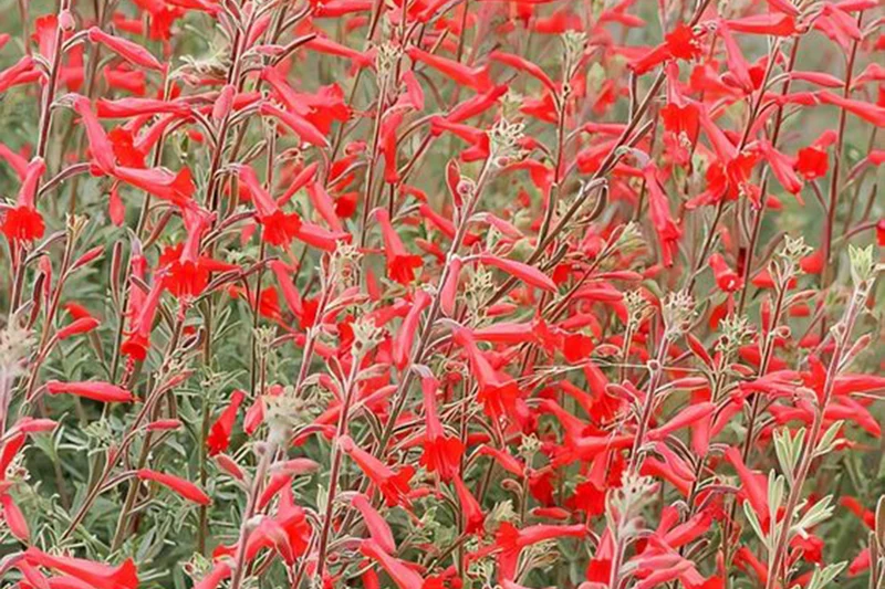 Epilobium canum