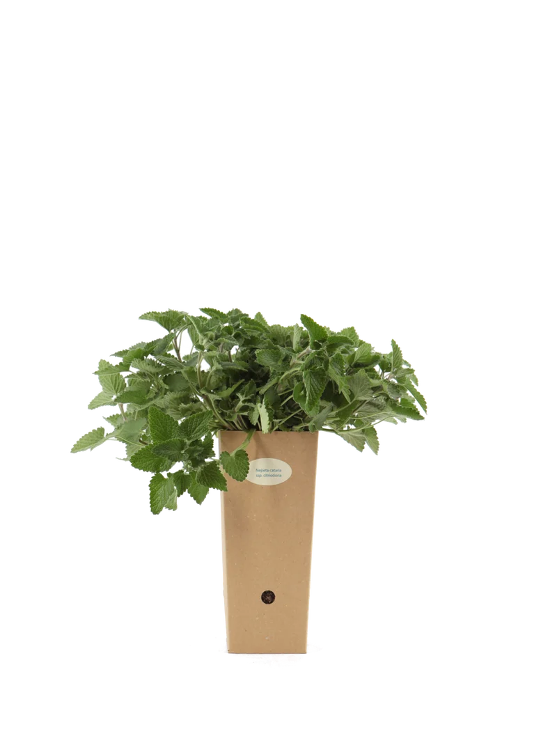 Nepeta cataria ssp. citriodoria