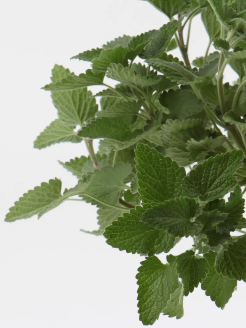 Nepeta cataria ssp. citriodoria