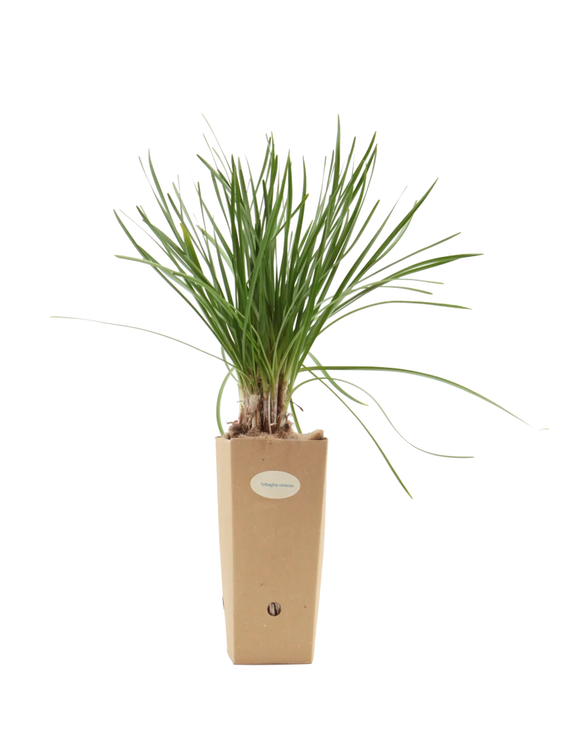 Tulbaghia violacea