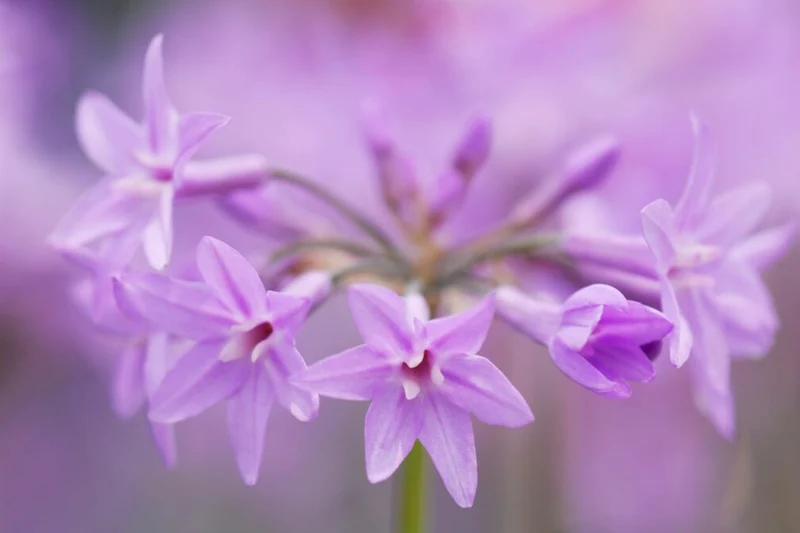Tulbaghia violacea