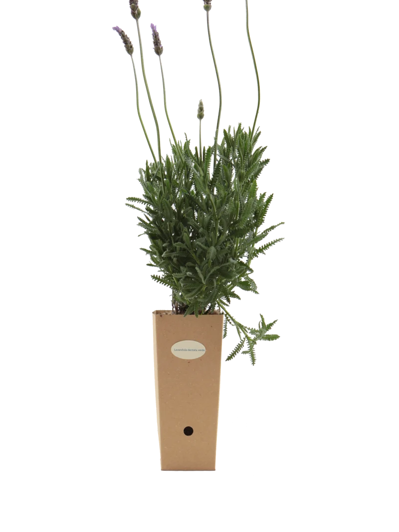 Lavandula dentata verde