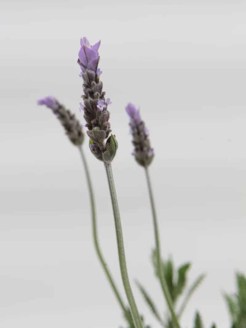 Lavandula dentata verde
