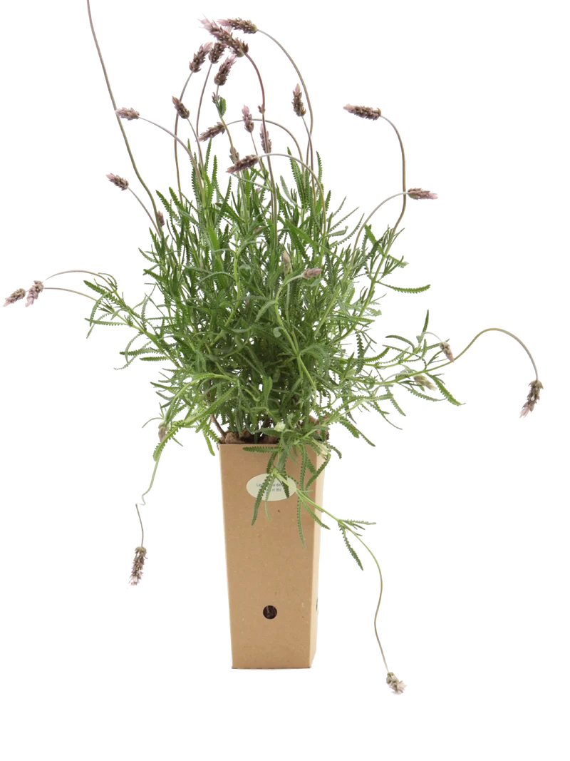 Lavandula dentata 'Imi n' Ifri'