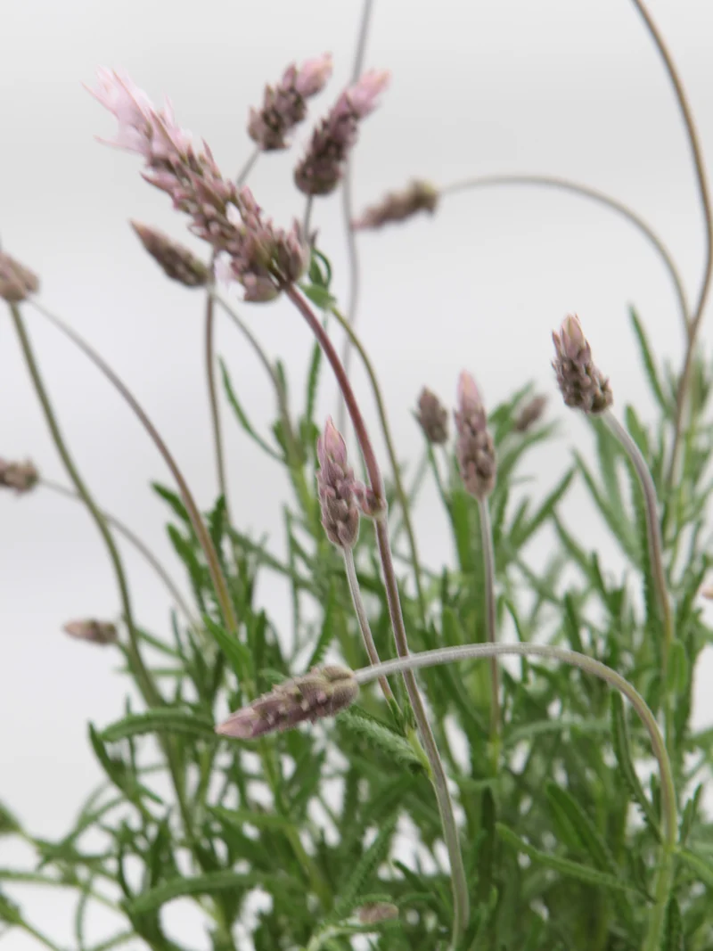 Lavandula dentata 'Imi n' Ifri'