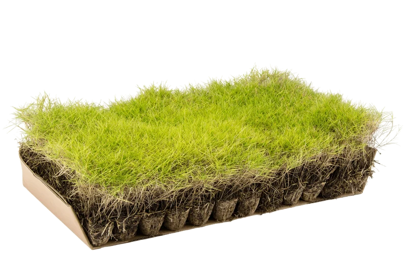 Prato di Zoysia tenuifolia