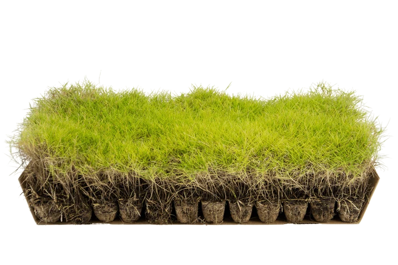 Prato di Zoysia tenuifolia
