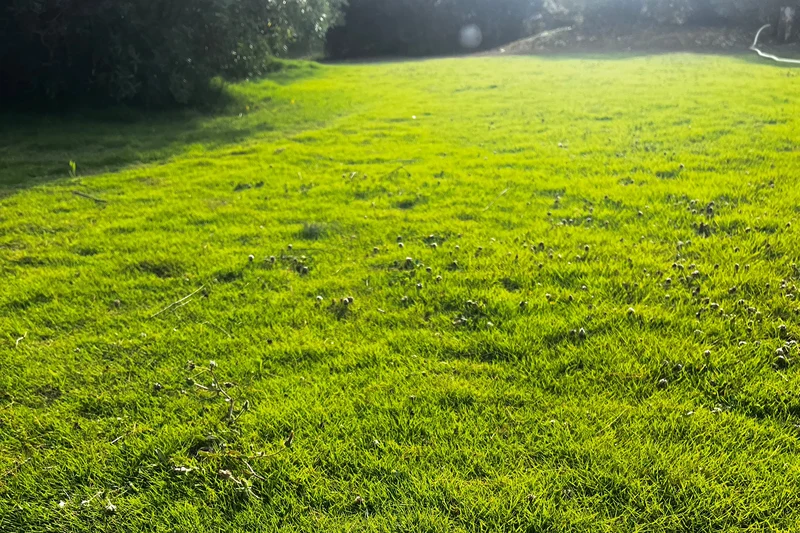 Prato di Zoysia tenuifolia
