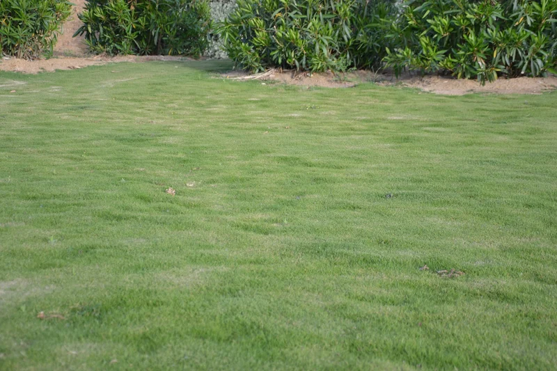 Prato di Zoysia tenuifolia