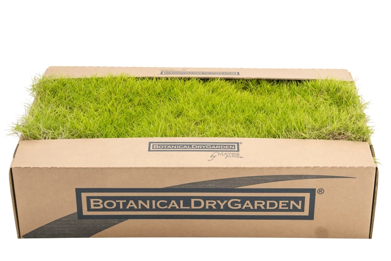 Prato di Zoysia tenuifolia