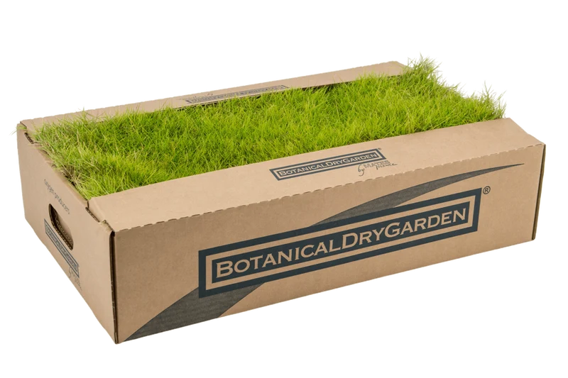 Prato di Zoysia tenuifolia