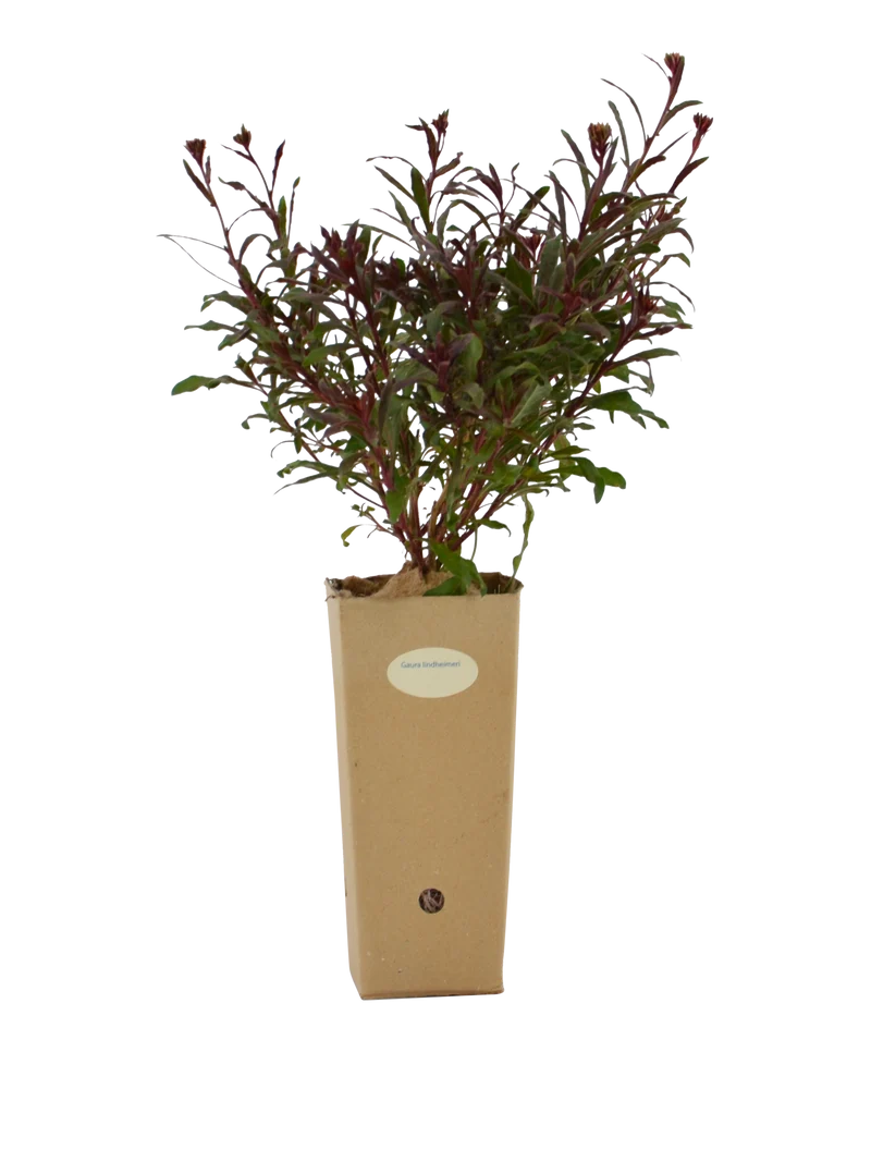 Gaura lindheimeri