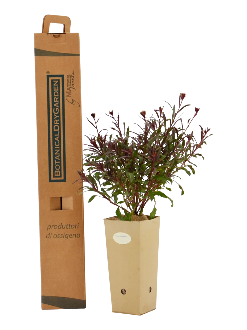 Gaura lindheimeri