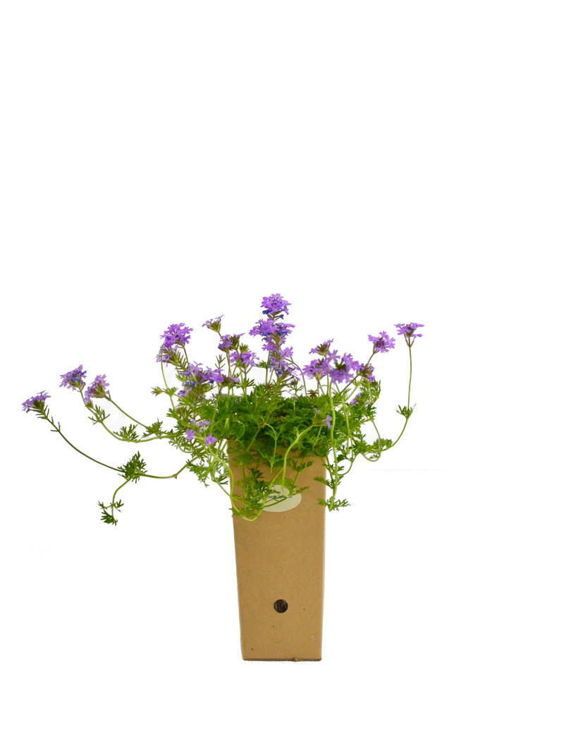 Verbena hybrida