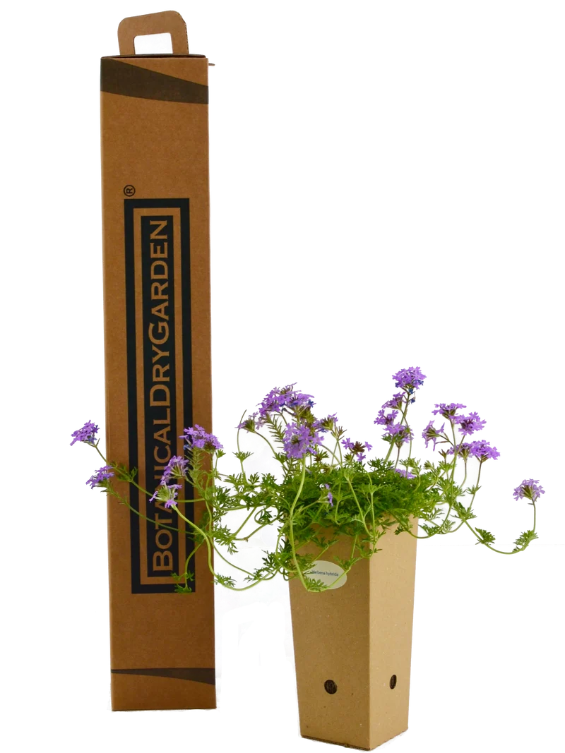 Verbena hybrida