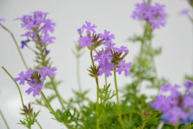 Verbena hybrida