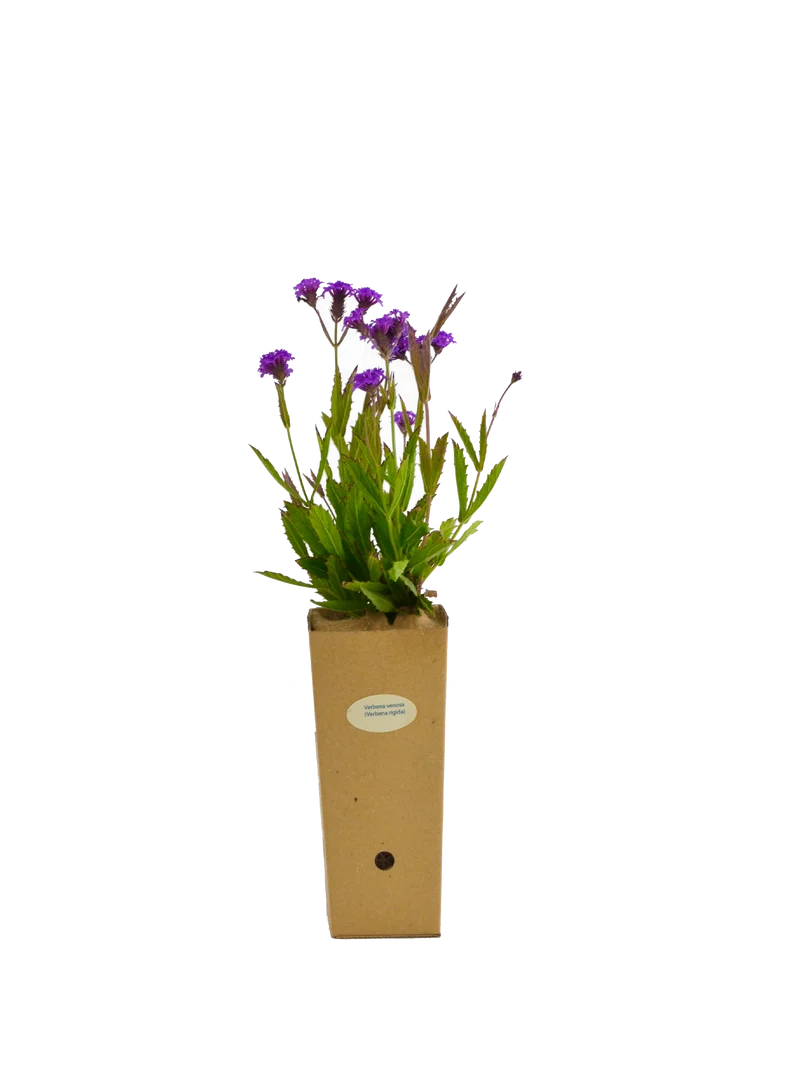 Verbena venosa (Verbena rigida)