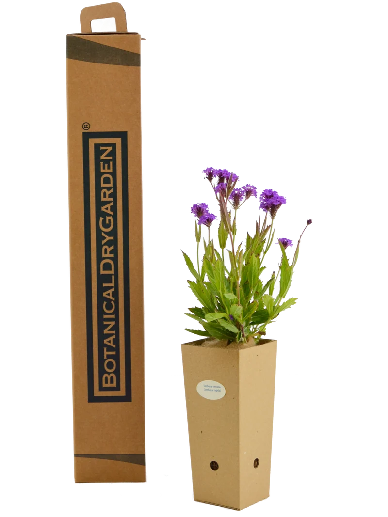 Verbena venosa (Verbena rigida)