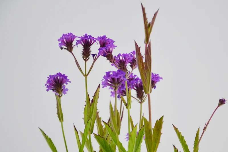 Verbena venosa (Verbena rigida)