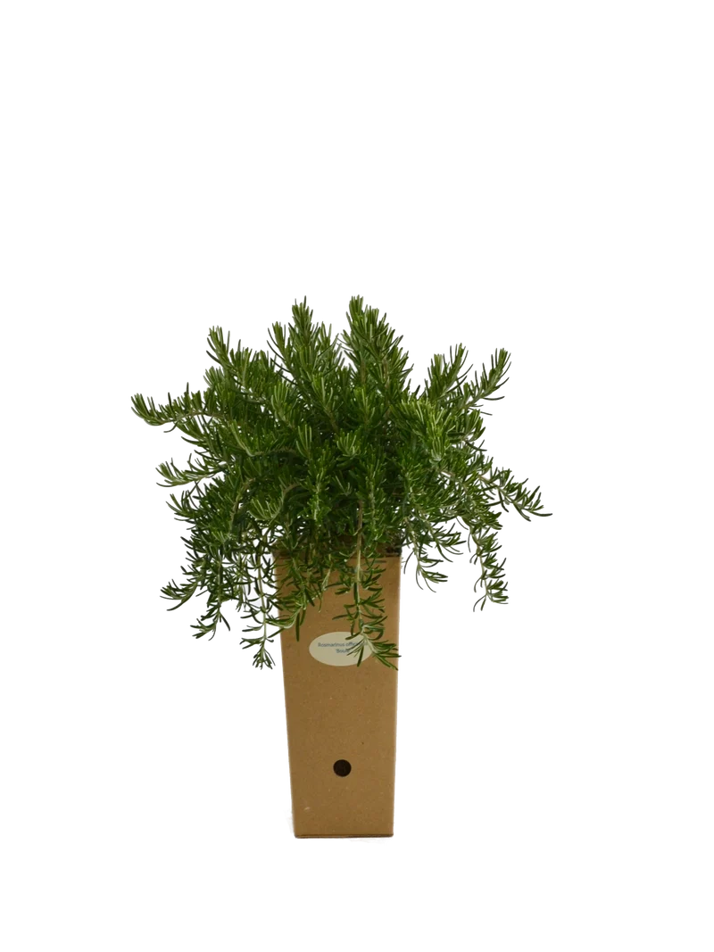 Rosmarinus officinalis 'Boule'