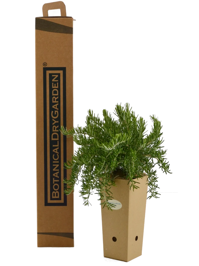 Rosmarinus officinalis 'Boule'