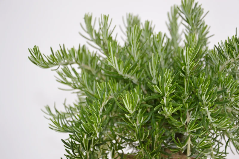 Rosmarinus officinalis 'Boule'