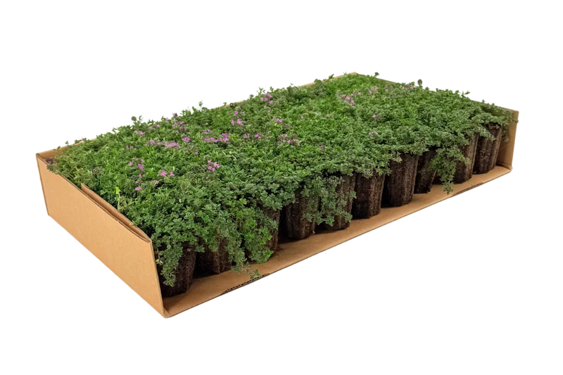 Prato di Thymus serpyllum 'Magic Carpet'
