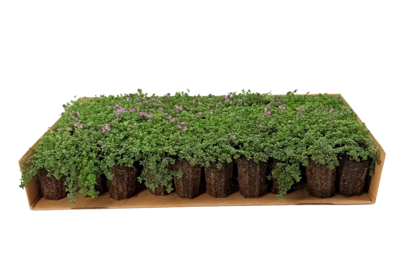 Prato di Thymus serpyllum 'Magic Carpet'