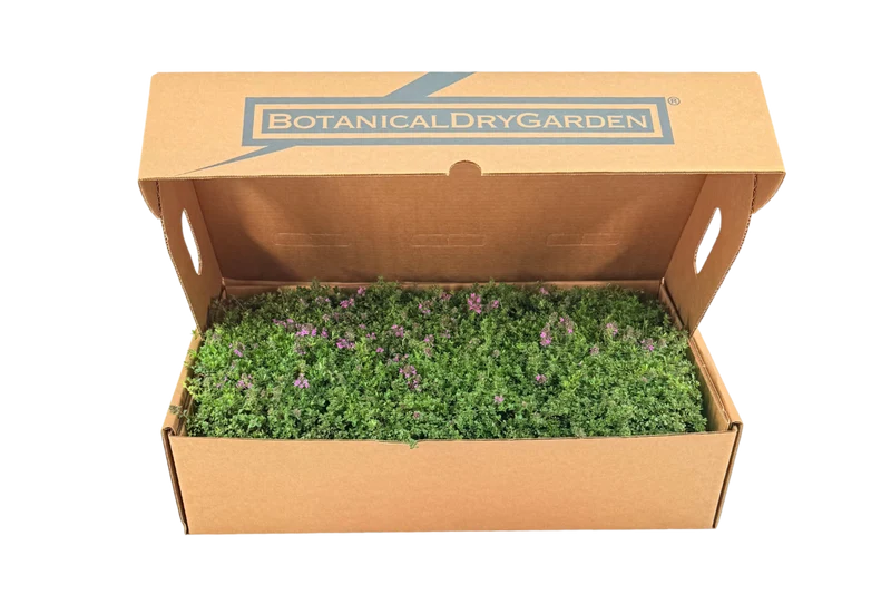 Prato di Thymus serpyllum 'Magic Carpet'