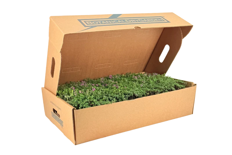 Prato di Thymus serpyllum 'Magic Carpet'