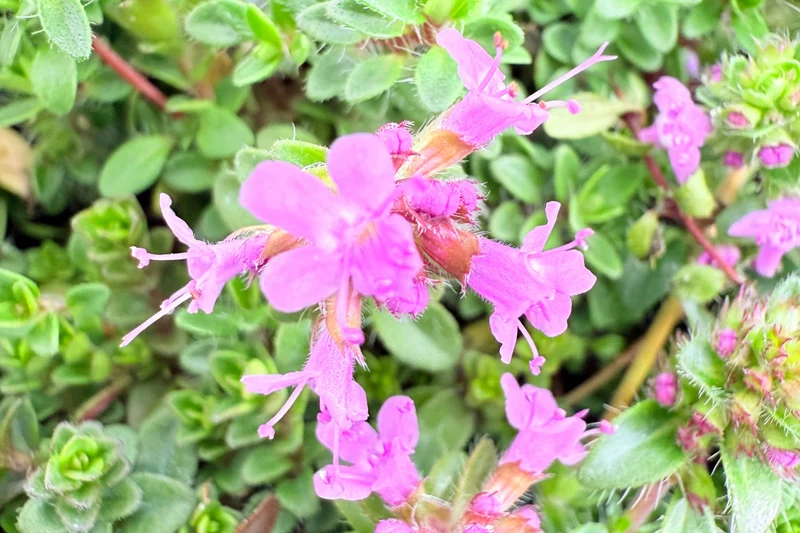Prato di Thymus serpyllum 'Magic Carpet'