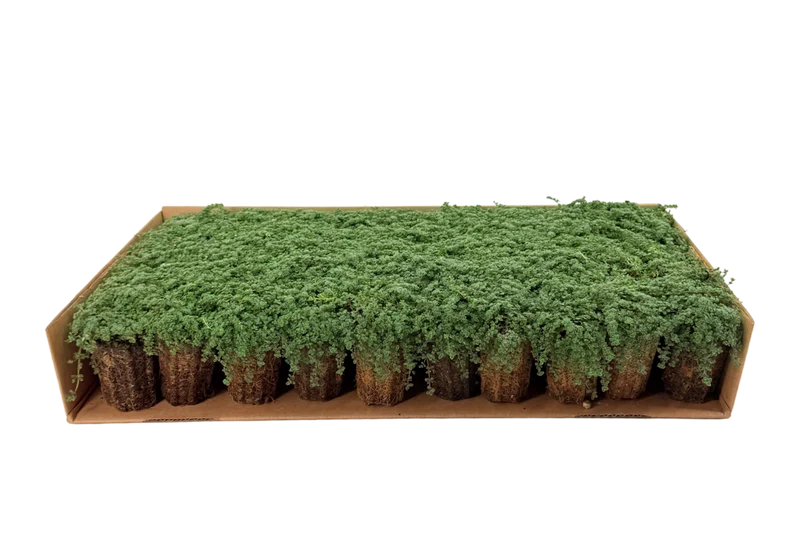 Prato di Thymus serpyllum 'Elfin'
