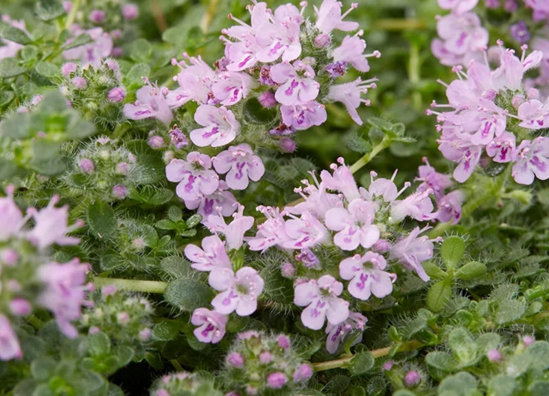 Prato di Thymus serpyllum 'Elfin'