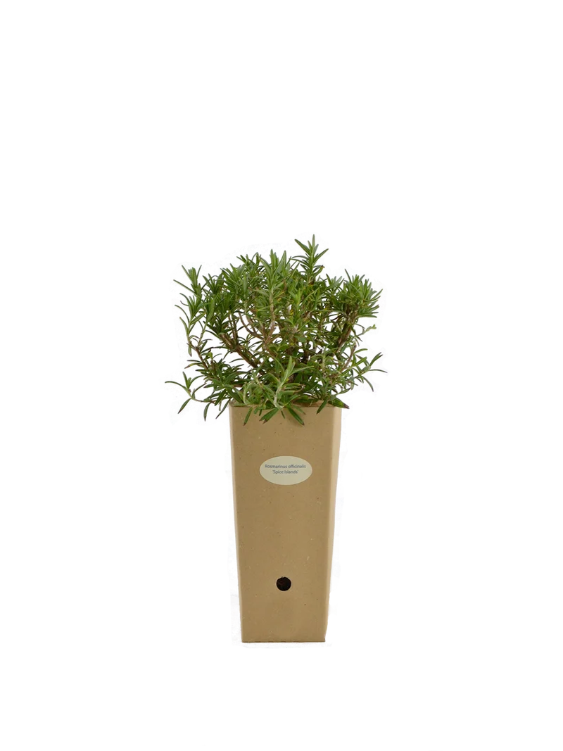 Rosmarinus officinalis 'Spice Islands'