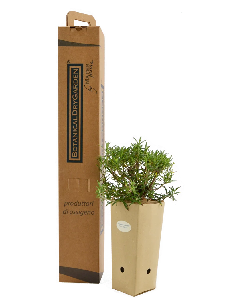 Rosmarinus officinalis 'Spice Islands'