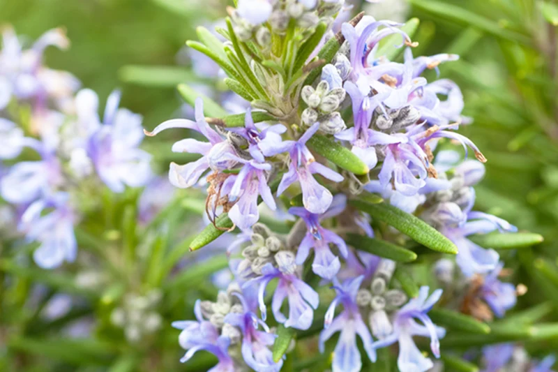 Rosmarinus officinalis 'Spice Islands'