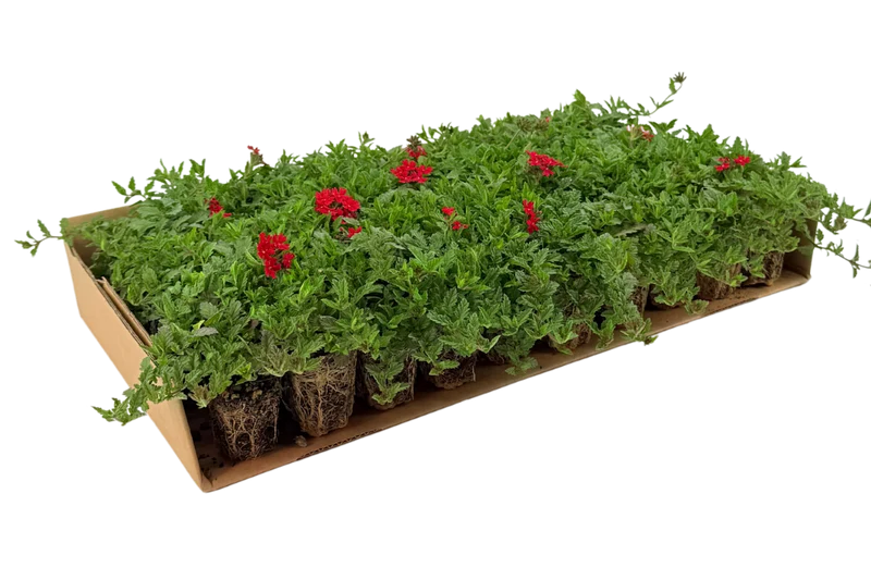 Prato di Verbena peruviana