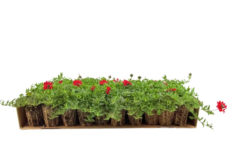 Prato di Verbena peruviana