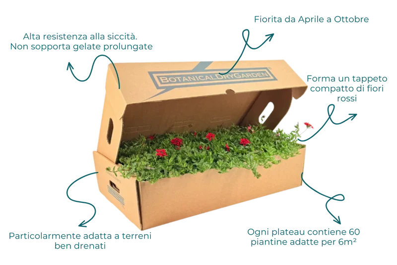 Prato di Verbena peruviana