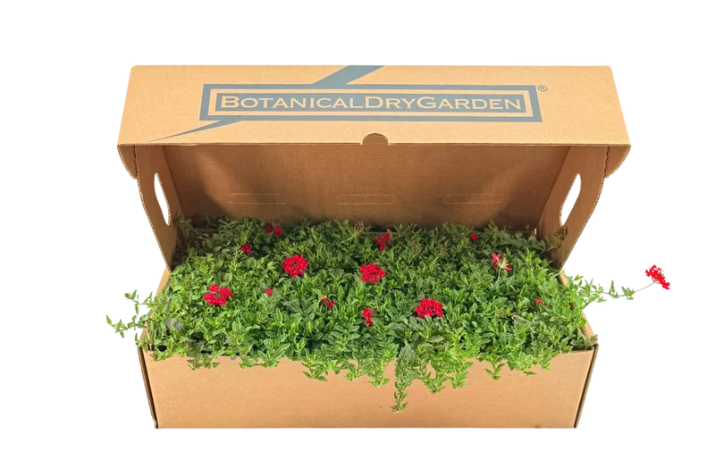 Prato di Verbena peruviana