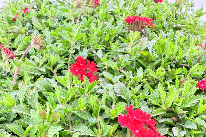 Prato di Verbena peruviana
