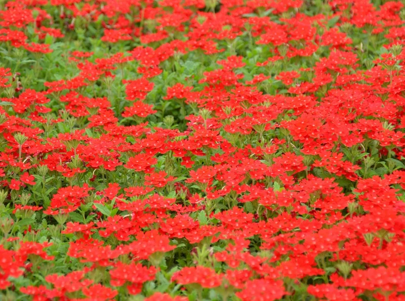 Prato di Verbena peruviana