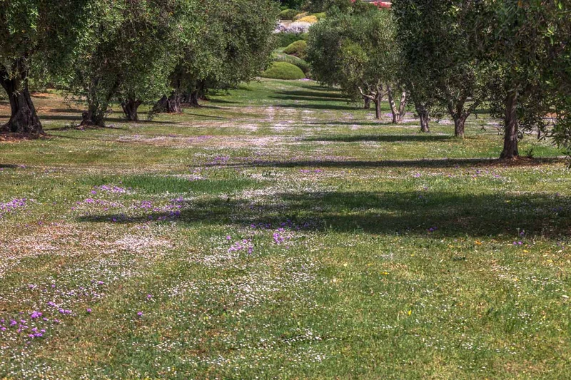 Mix per prati alternativi