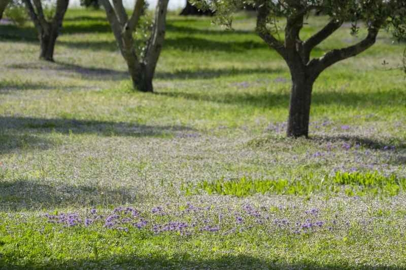 Prato di Verbena hybrida