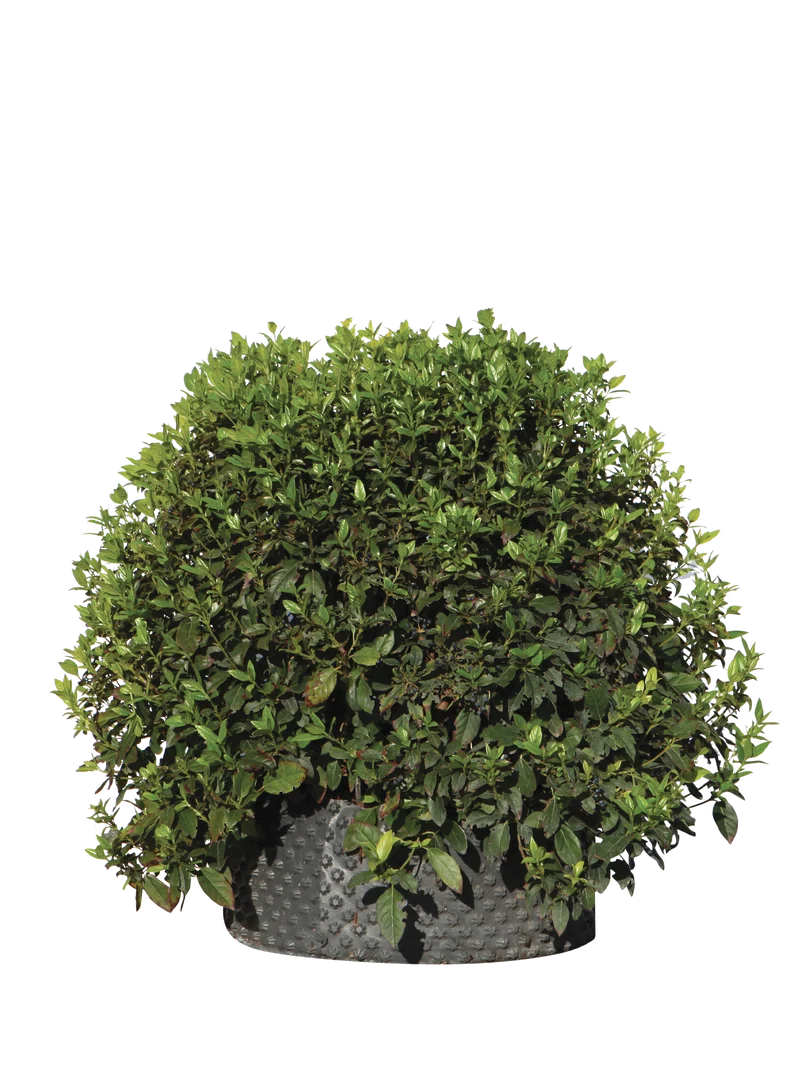 Viburnum tinus 'Eve Price' - Flatpot