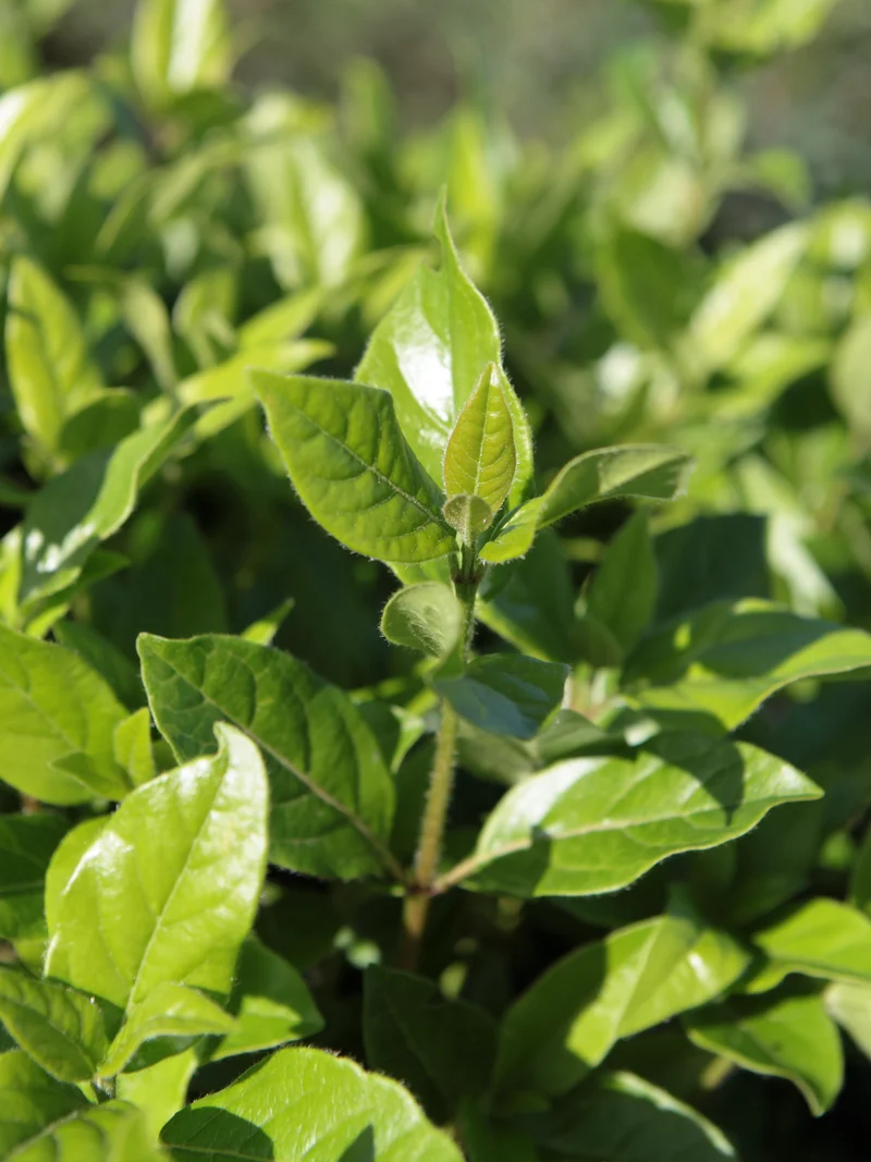 Viburnum tinus 'Eve Price' - Flatpot