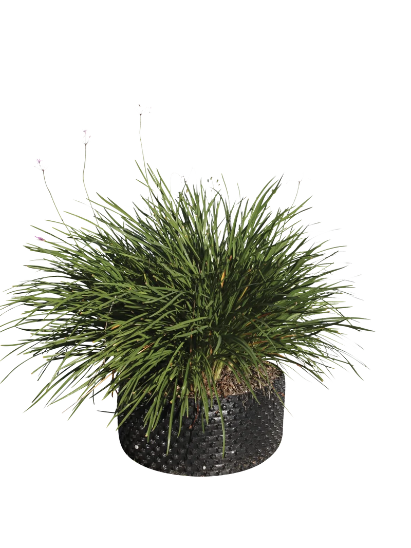 Tulbaghia violacea - Flatpot